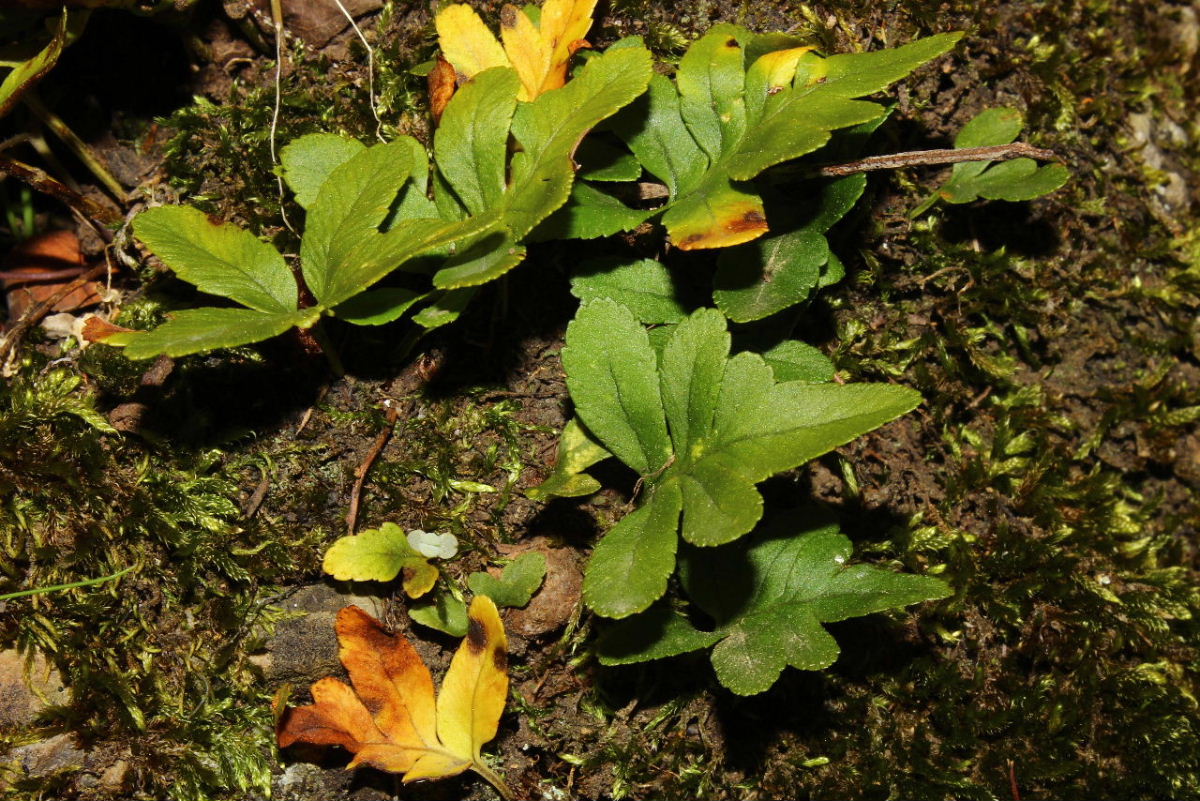 Felce da determinare-11 - Giovani piante di Polypodium